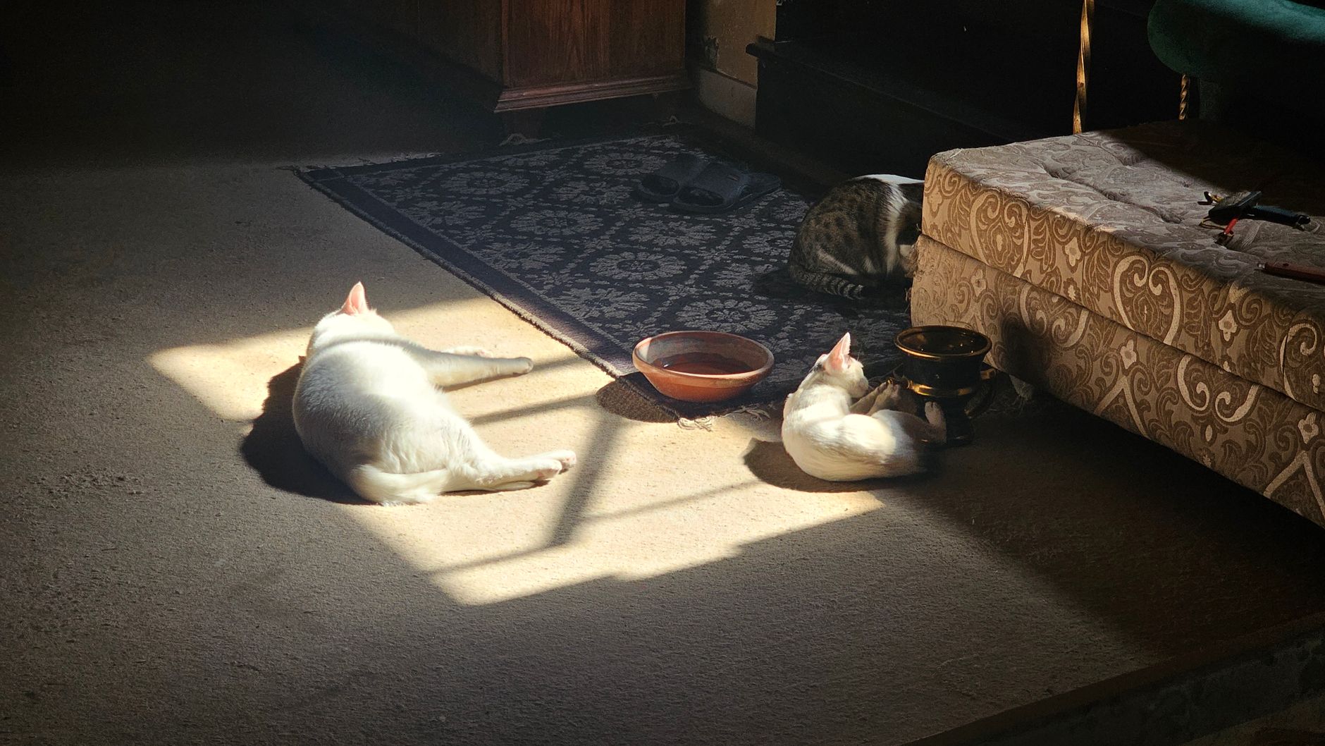 猫が乗っているグレージュのクッションのある部屋