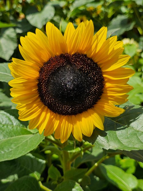 Free Vibrant sunflower captured close-up on a sunny day, showcasing its striking yellow petals and dark center. Stock Photo