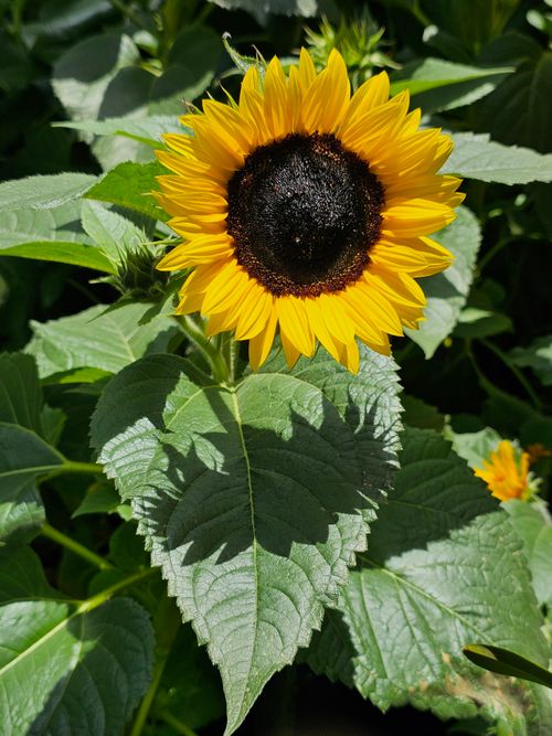 Free A vibrant sunflower blooms under the bright sunlight, surrounded by green leaves. Stock Photo
