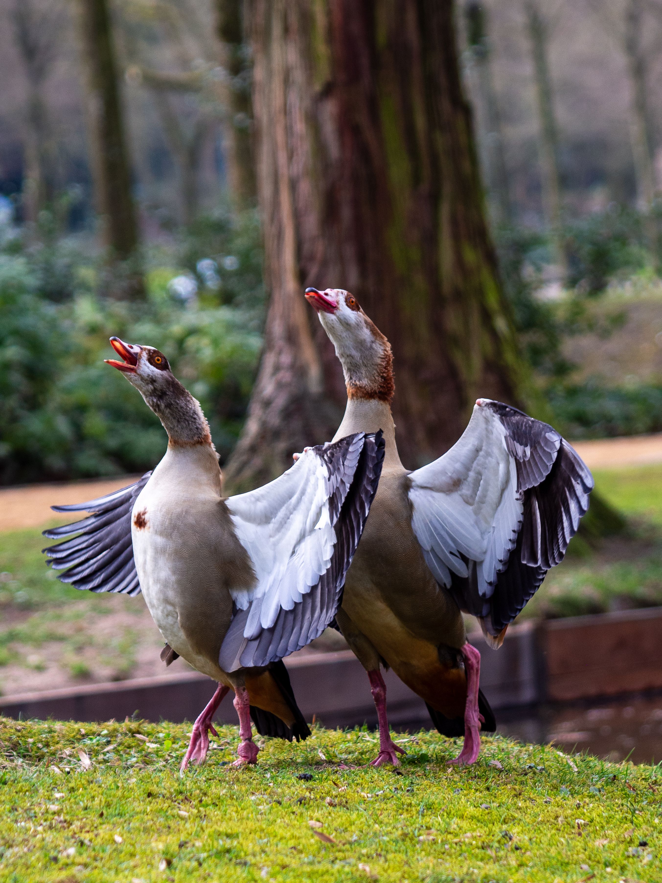 Two Egyptian Geese Displaying in Natural Setting · Free Stock Photo