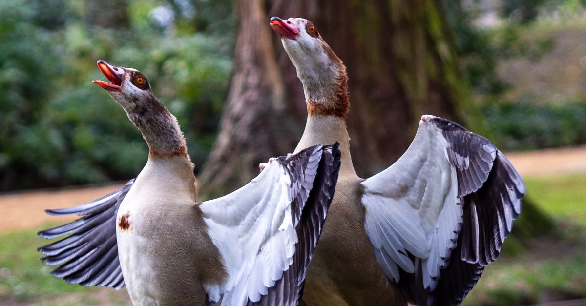 Geese Setting Two Egyptian Geese Displaying in Natural Setting · Free Stock Photo