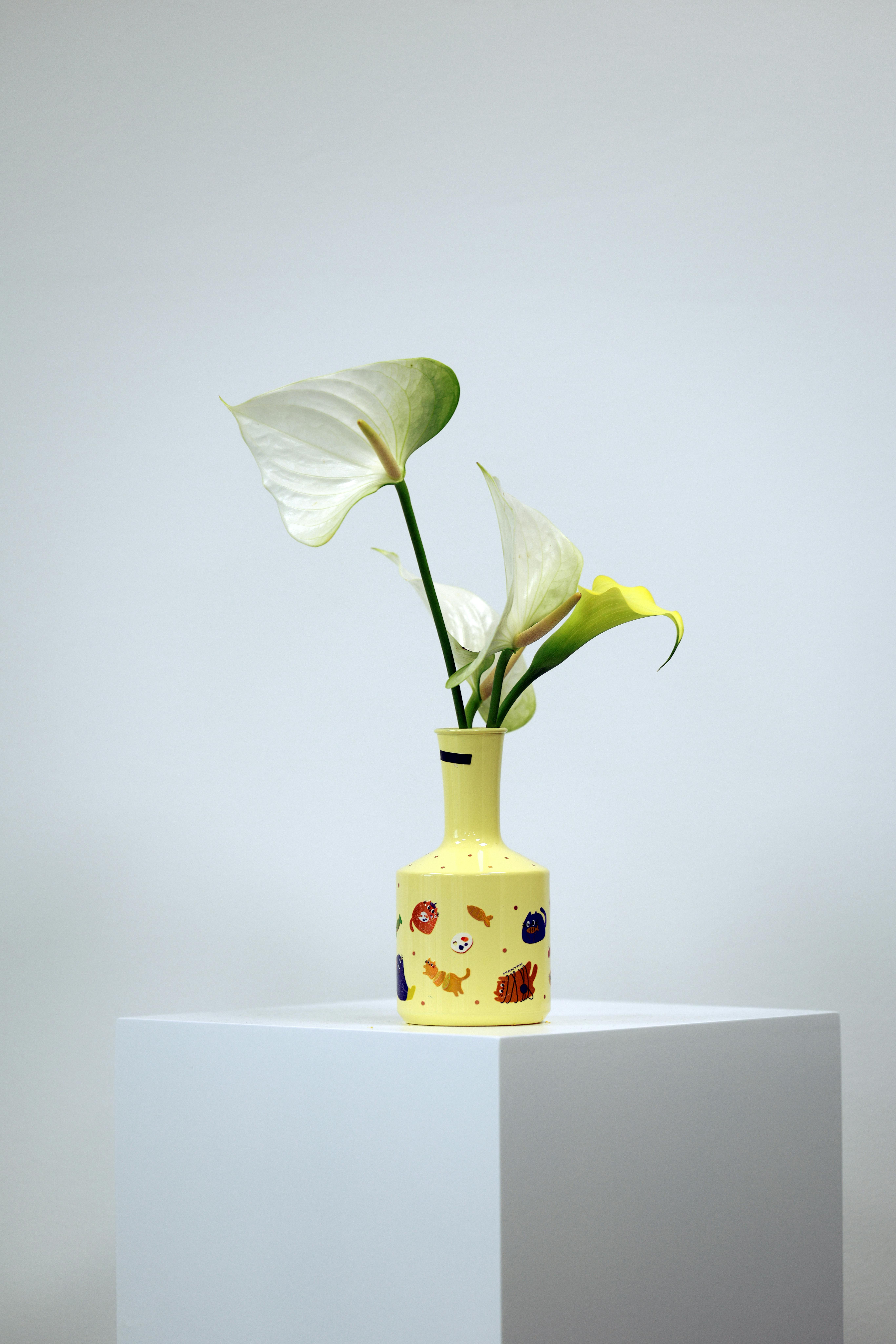 grátis Elegantes flores de antúrio em um vaso colorido sobre um pedestal, minimalista e moderno. Foto profissional