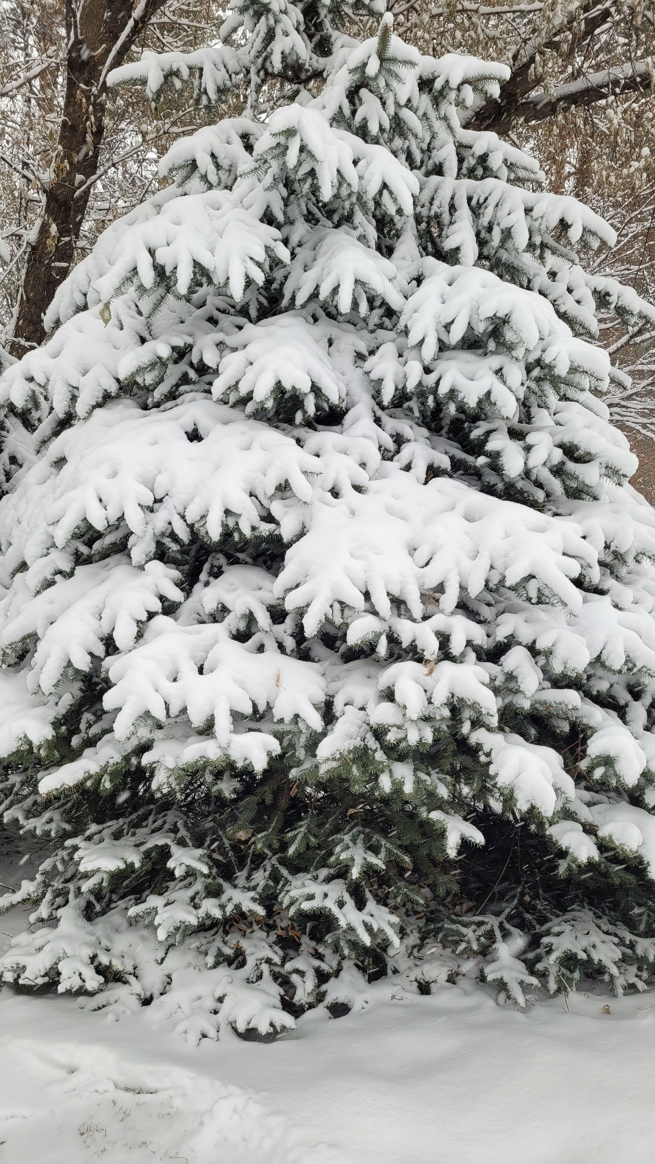 有关下雪的, 不变, 冬天的场景, 冬季, 冬季仙境, 冷, 冷靜, 凍結的, 和平的, 壯觀, 外景, 天性, 寒冬, 寧靜, 常綠, 戶外 ...