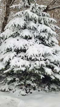 A serene image of a snow-covered pine tree in a winter forest setting.