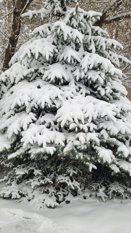 有关下雪的, 不变, 冬天的场景, 冬季, 冬季仙境, 冷, 冷靜, 凍結的, 和平的, 壯觀, 外景, 天性, 寒冬, 寧靜, 常綠, 戶外 ...