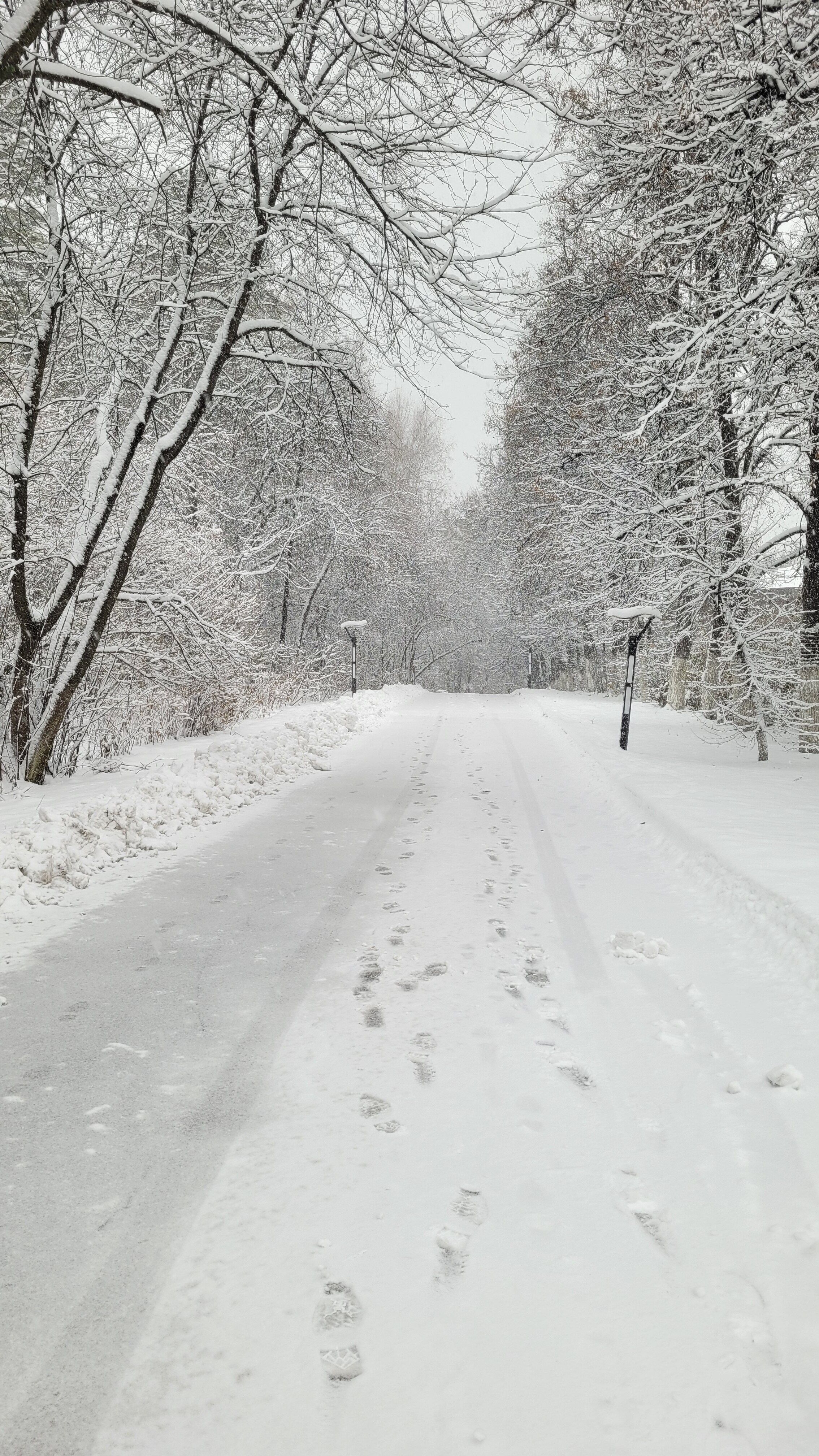 A serene snow-covered path lined with leafless trees in a winter wonderland.