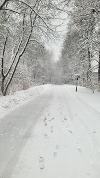 A serene snow-covered path lined with leafless trees in a winter wonderland.