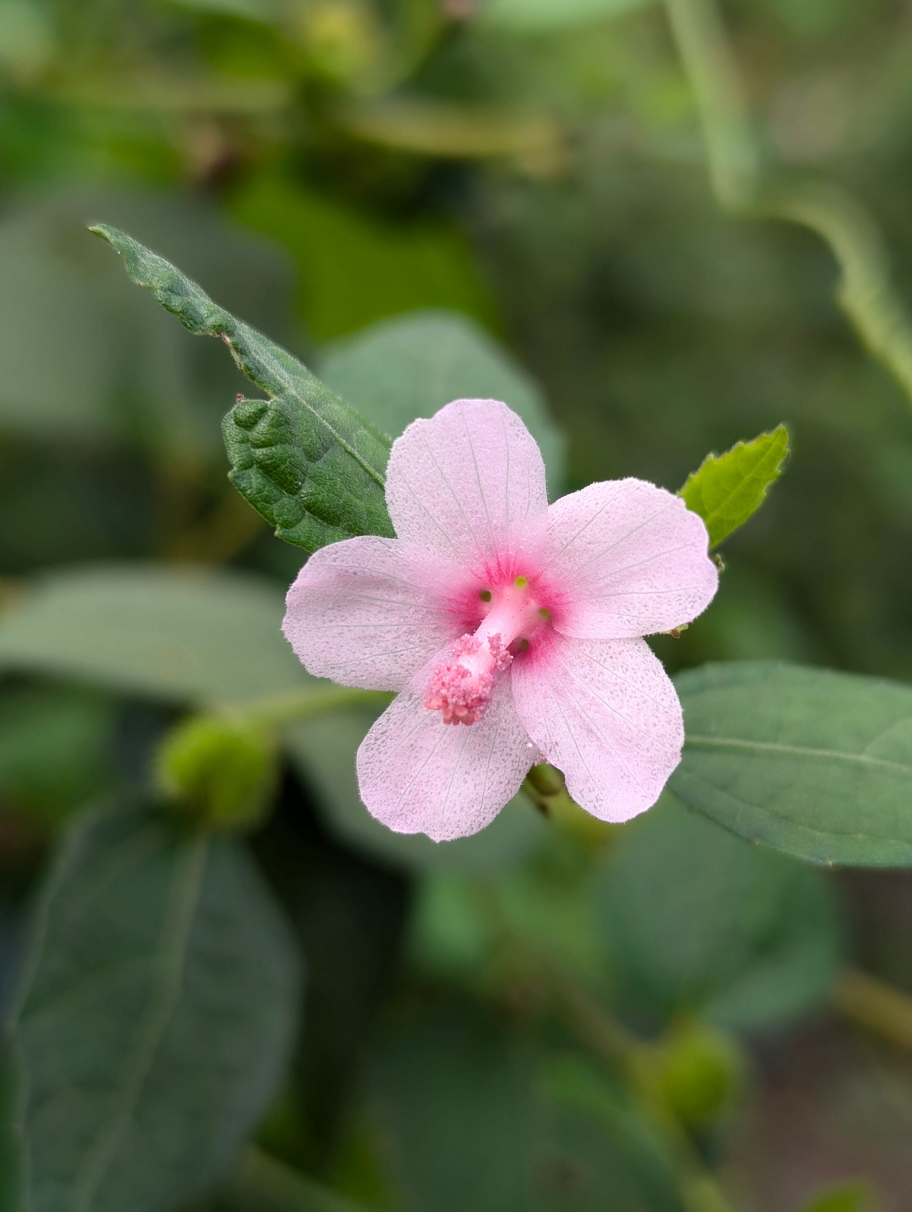 A close-up image of a delicate pink wildflower with soft petals and green leaves under natural outdoor light.
