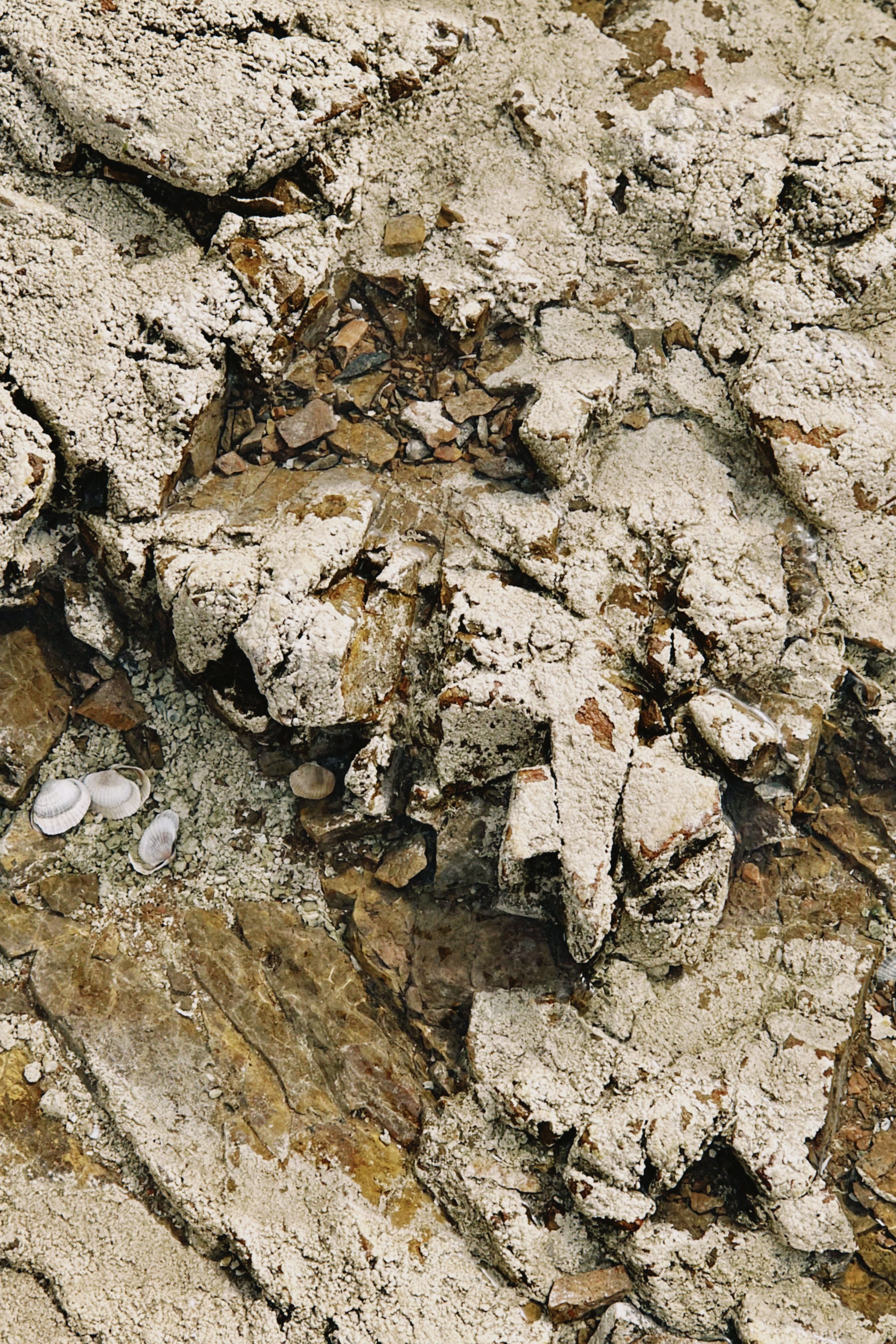 Detailed view of rocky terrain with fossilized shells in Konaev, Kazakhstan, showcasing geological formations.