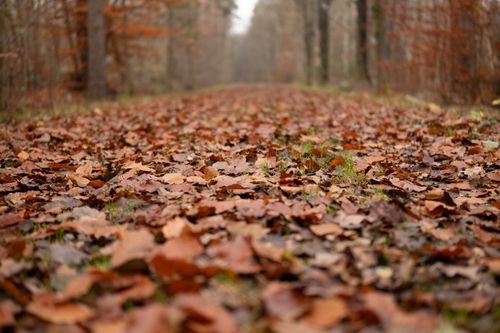 Free Tranquil scene of fallen autumn leaves covering a forest pathway, evoking a peaceful autumn atmosphere. Stock Photo