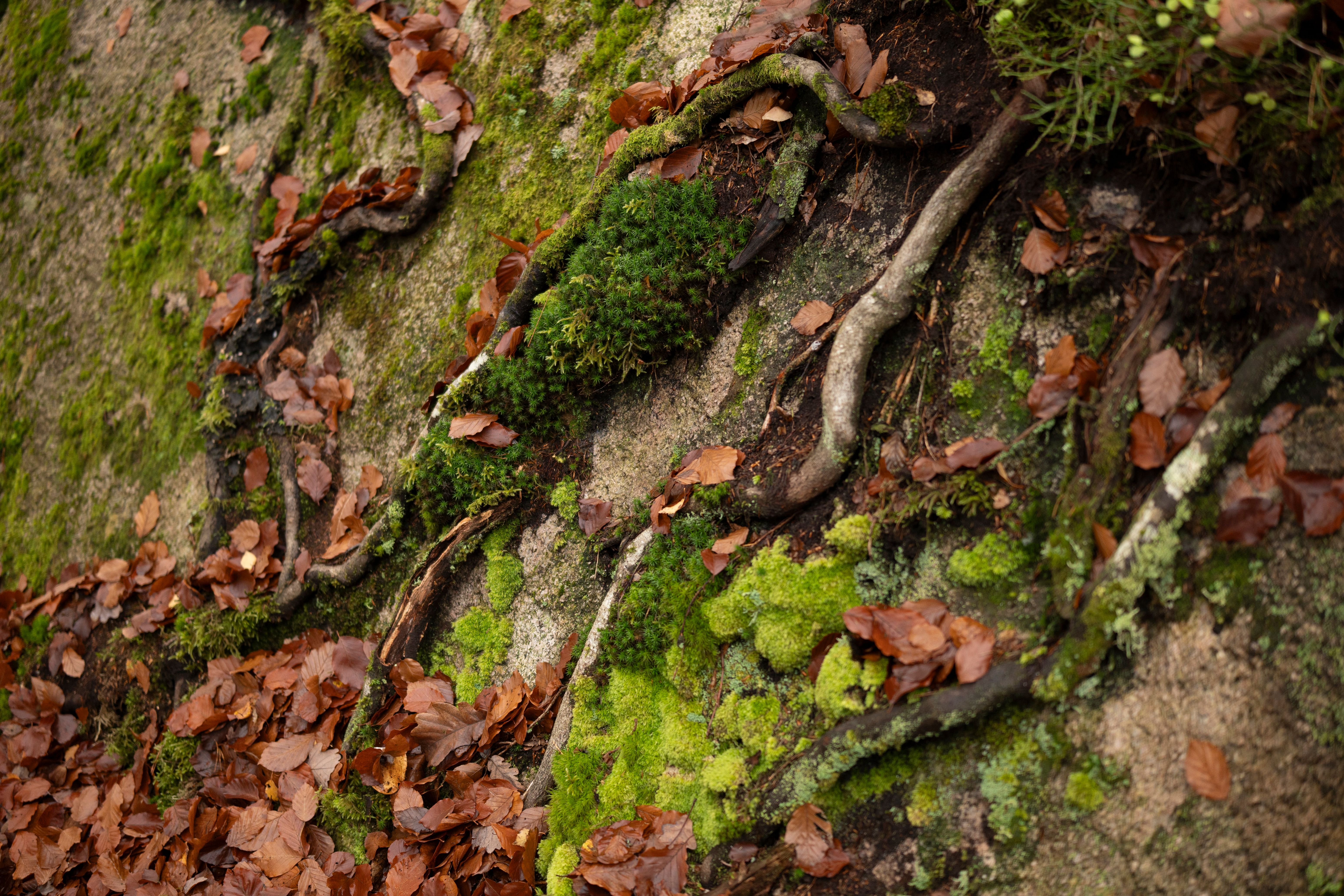 forest-floor-with-mossy-roots-and-fallen-leaves-free-stock-photo