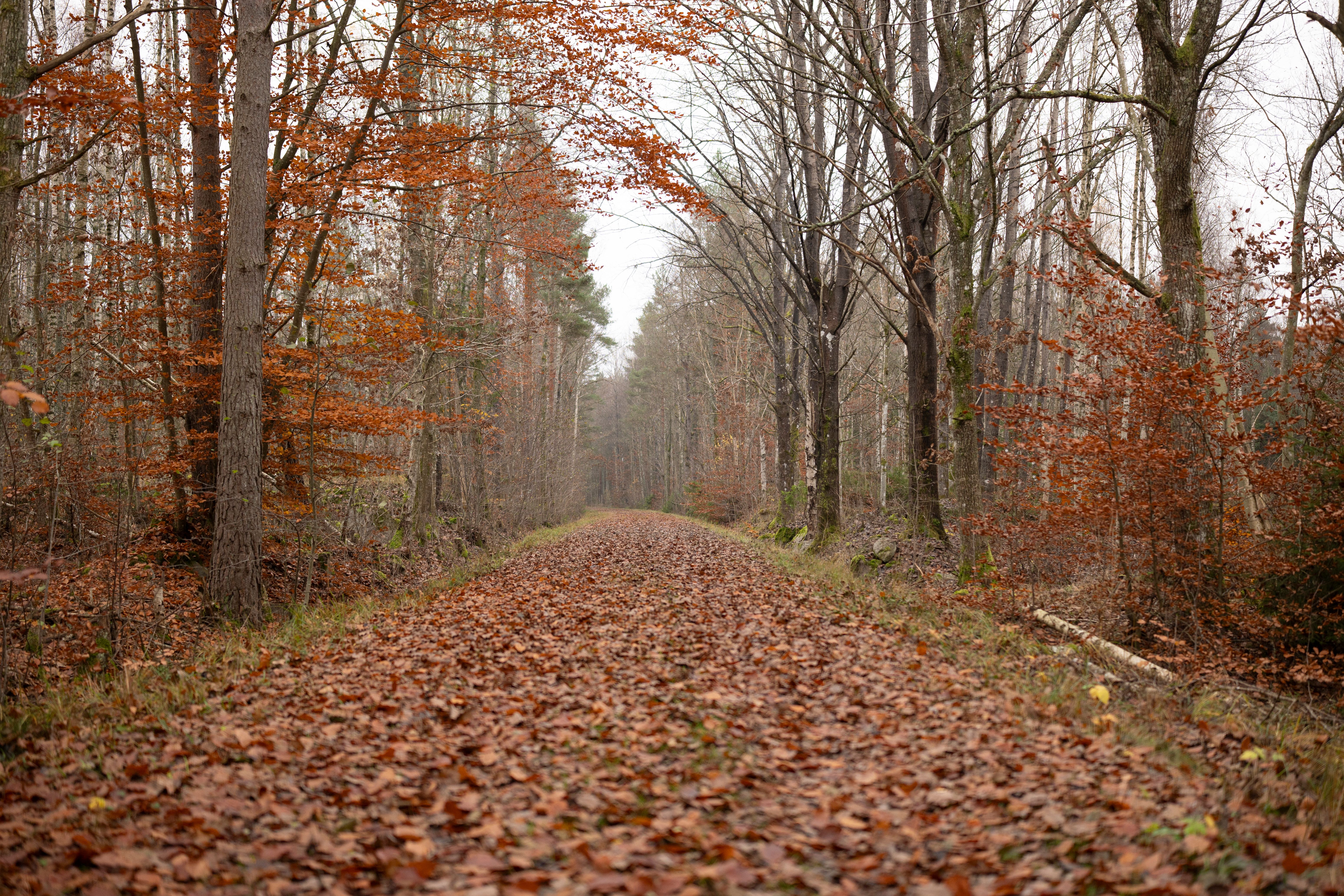 Tranquil forest path covered in fallen autumn leaves with bare trees lining the sides.