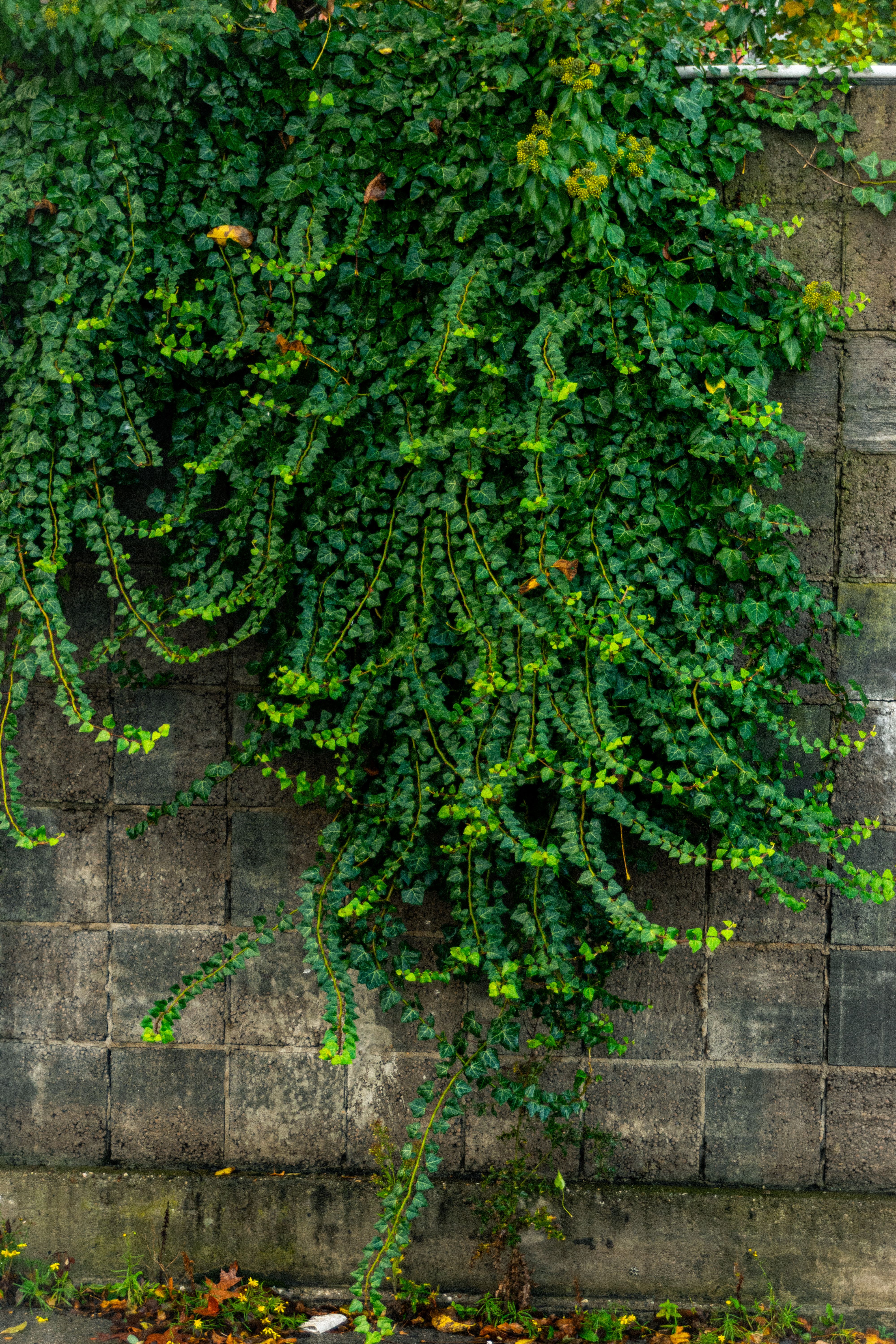 Lush Green Ivy Growing on a Stone Wall · Free Stock Photo