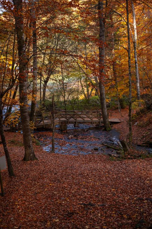 Free Tranquil autumn scene featuring a wooden bridge over a creek amidst vibrant fall foliage. Stock Photo