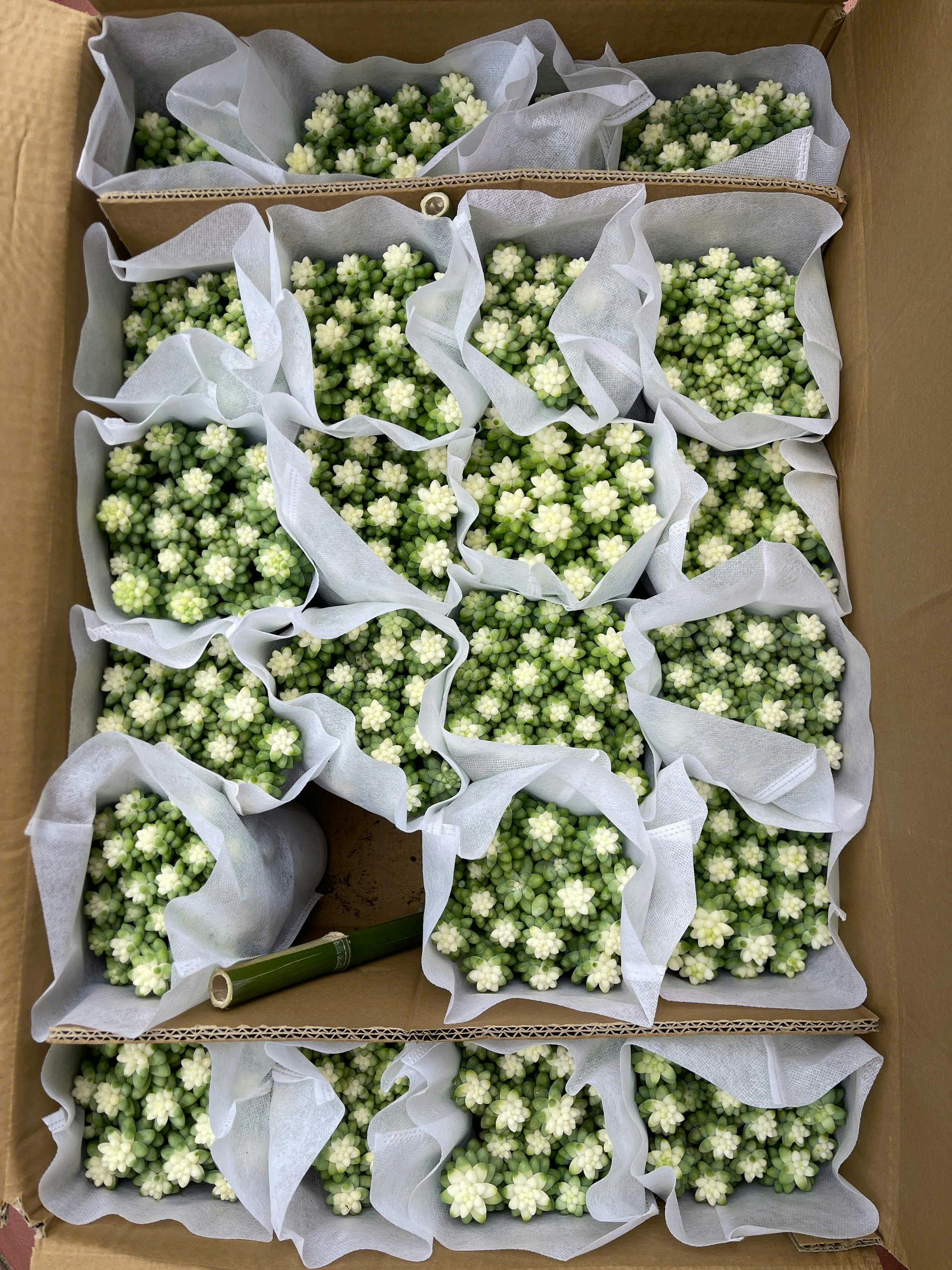 Brighten Your Space: 35 Low-Light Indoor Plants Perfect for Any Home