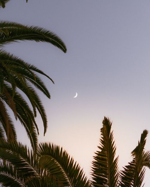 Free A serene crescent moon over palm trees in the California evening sky, capturing a perfect twilight moment. Stock Photo