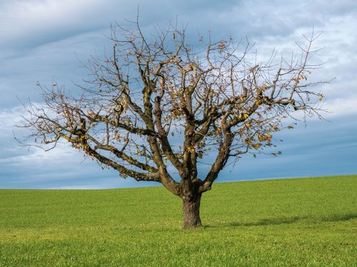 Free A solitary tree with sparse leaves stands in a grassy field against a partly cloudy sky. Stock Photo