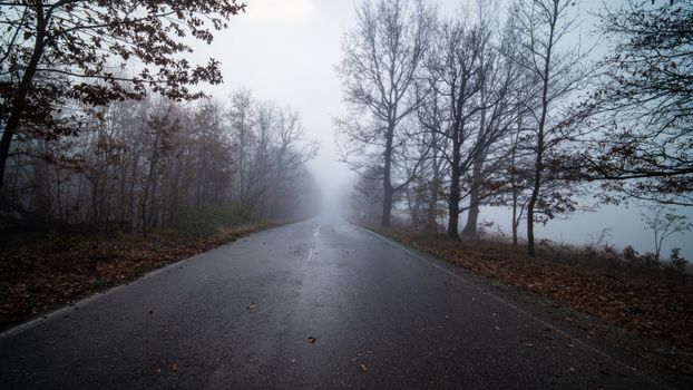A misty road through a foggy forest in autumn, creating a serene and mysterious atmosphere.