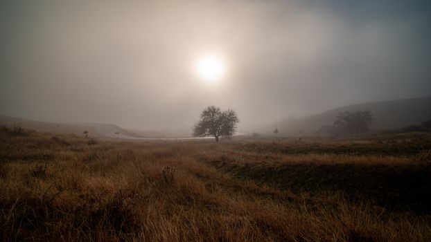 A serene autumn landscape with mist, fog, and a single tree under the rising sun.