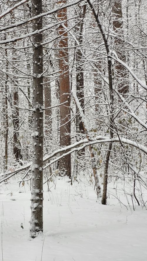 Free Serene snowy forest with bare trees covered in fresh snow during winter. Stock Photo