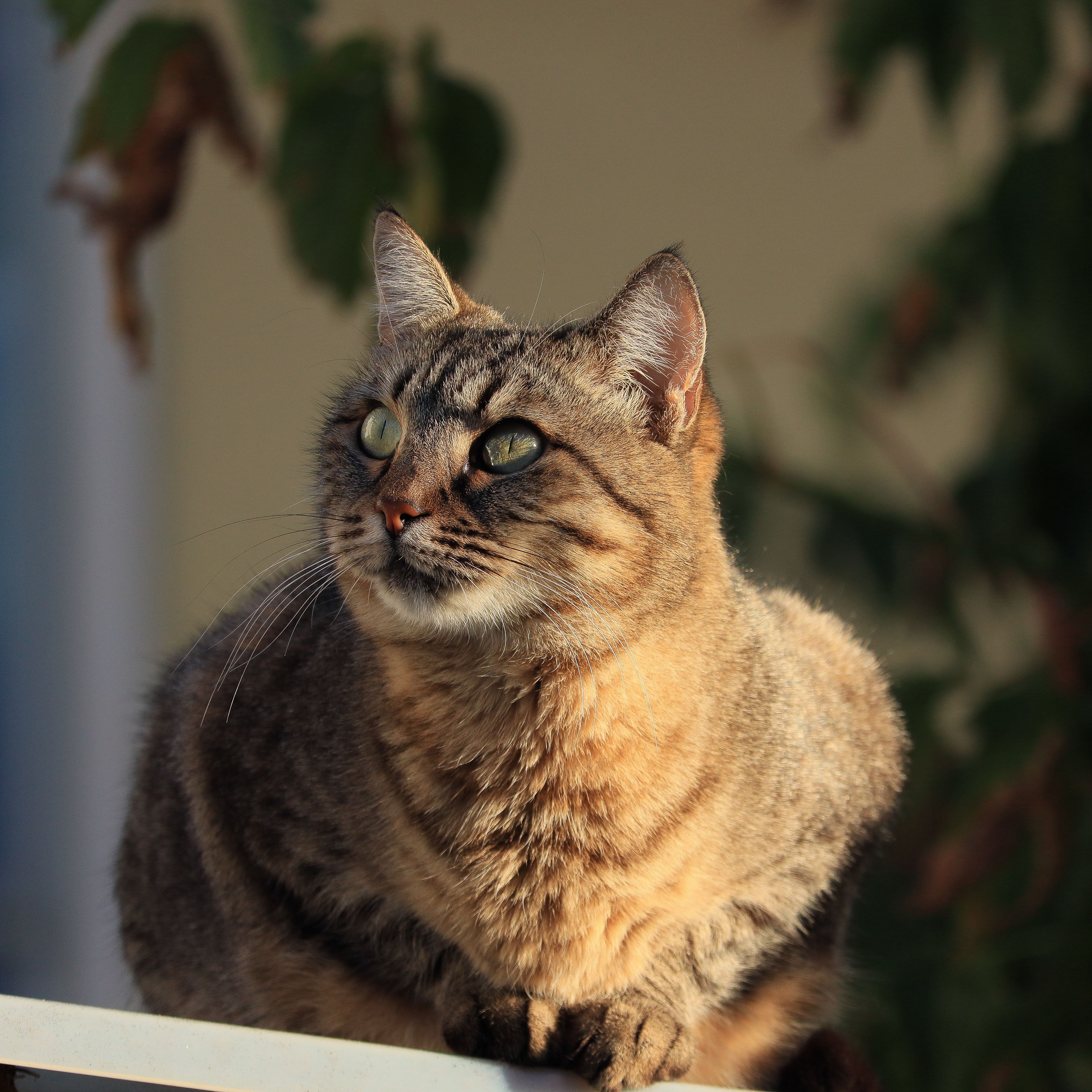 Close-up Portrait of a Tabby Cat Outdoors · Free Stock Photo
