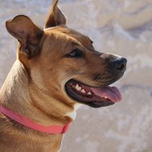 Happy dog — photo by MAURO FOSSATI on Pexels