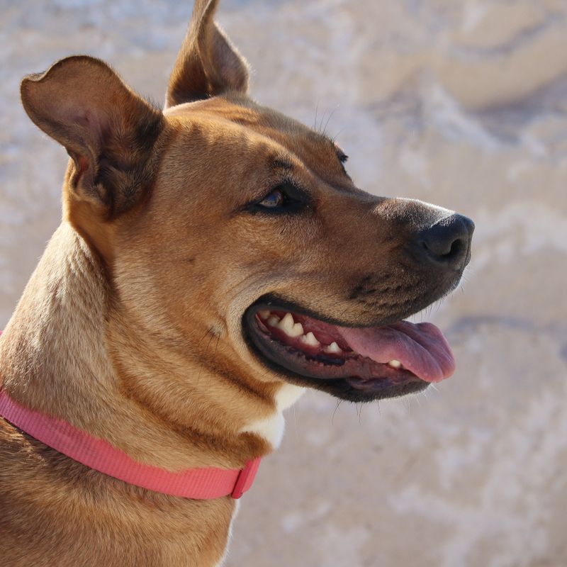 Como escolher a ração ideal para o seu cão