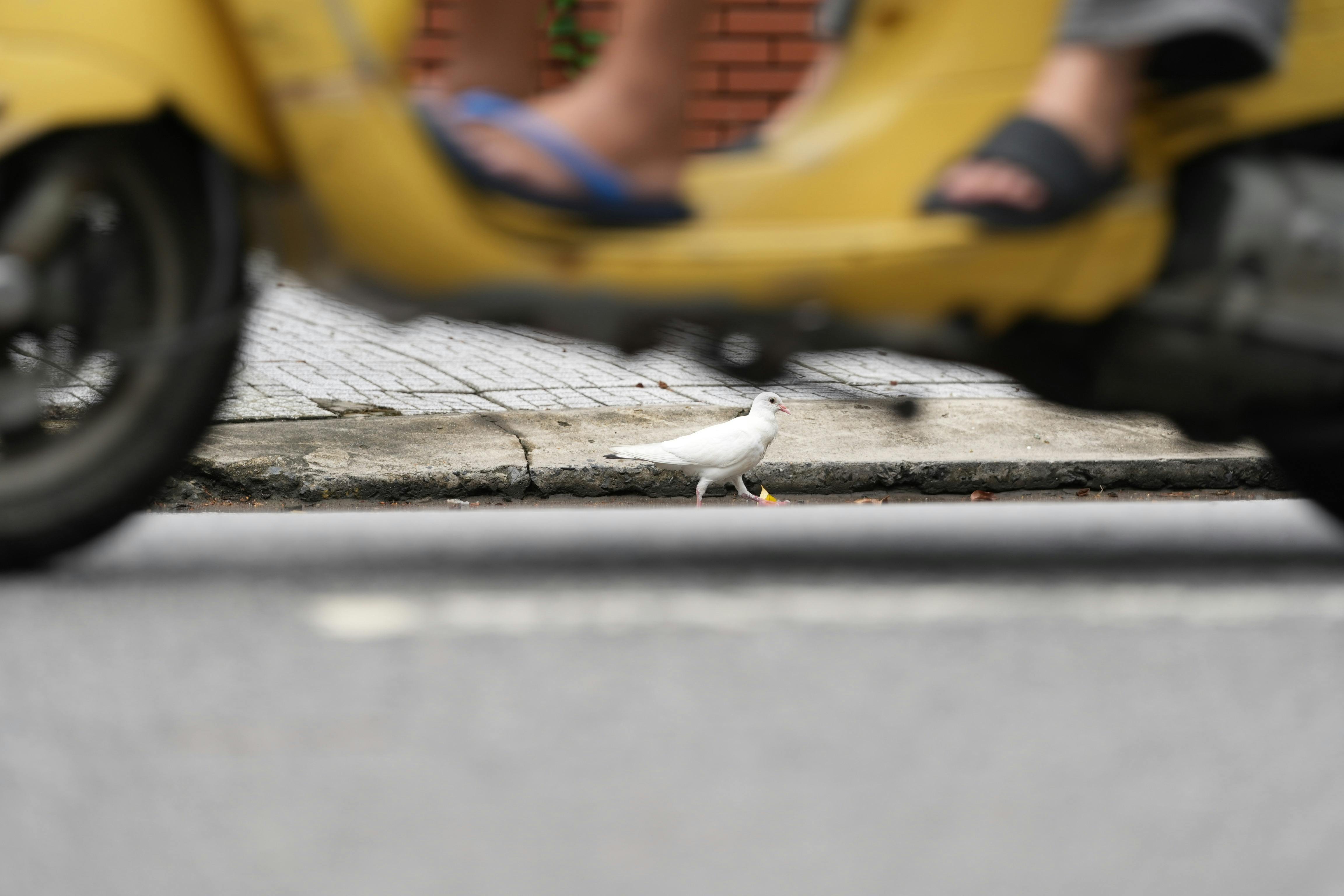 國際：Segway Powersports 亮相2025米蘭車展 推出全新AT10 W MUD