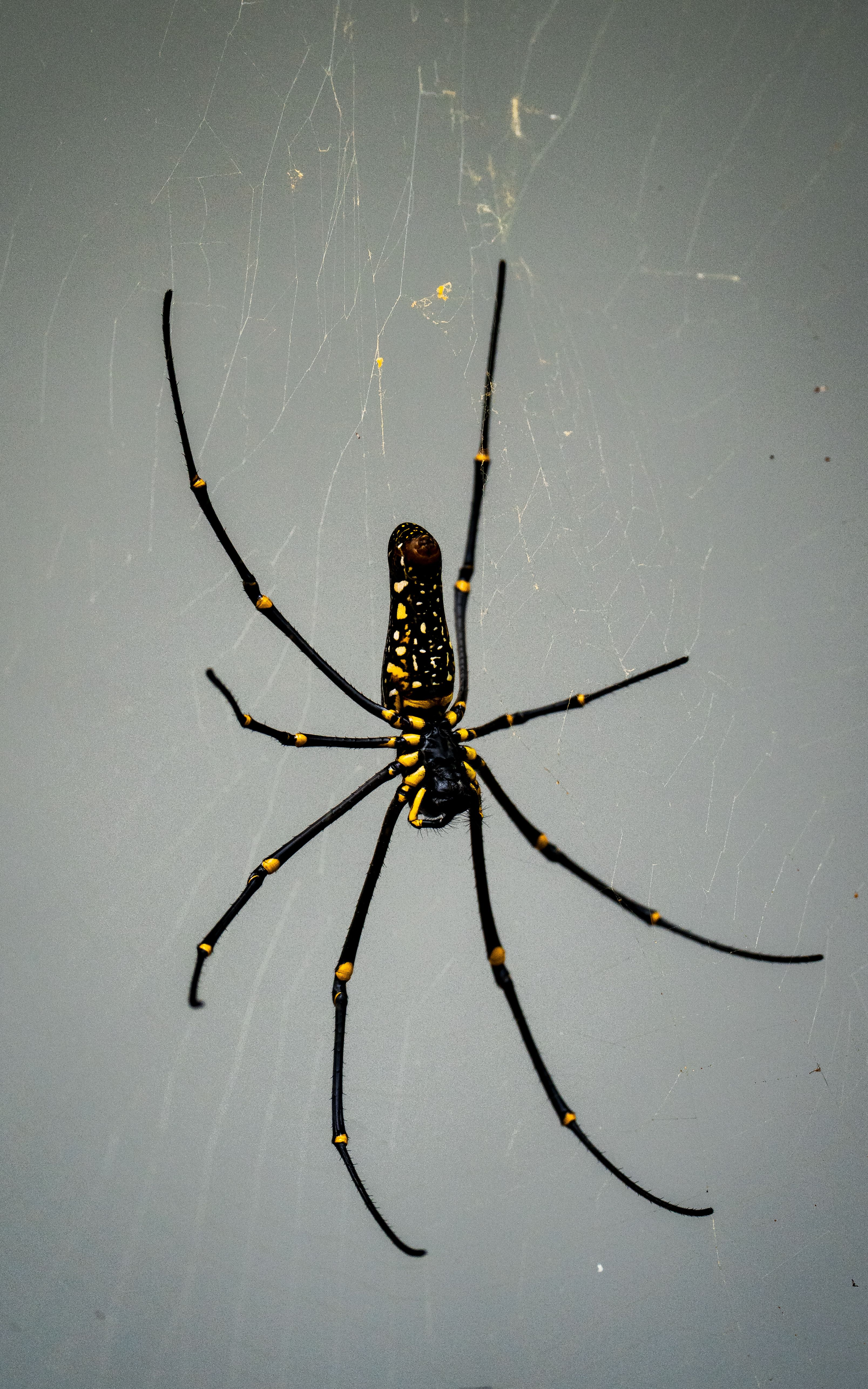 Close-up of a golden orb weaver spider with vibrant yellow markings on a gray background.