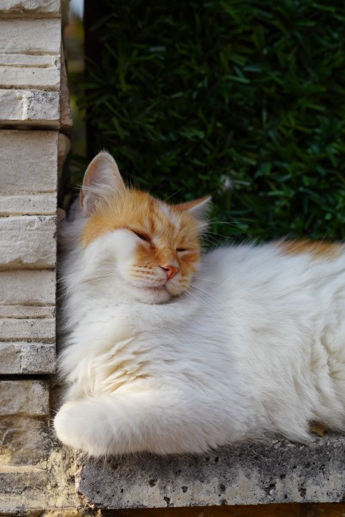 Free Peaceful ginger and white cat relaxing on a stone ledge in a sunny garden. Stock Photo