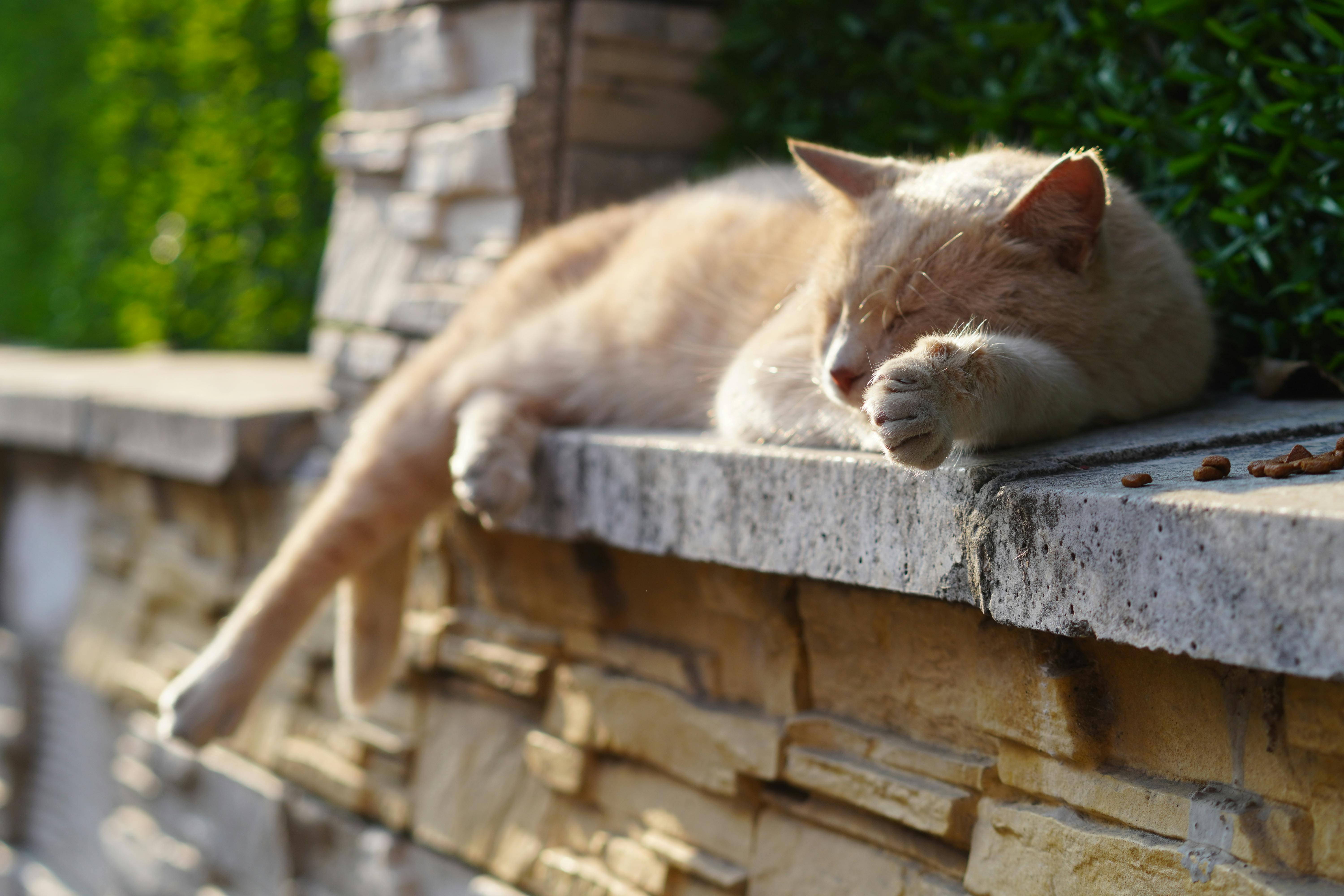 政治：戰貓出訪歐洲：台灣外交重大突破的深遠意義解析