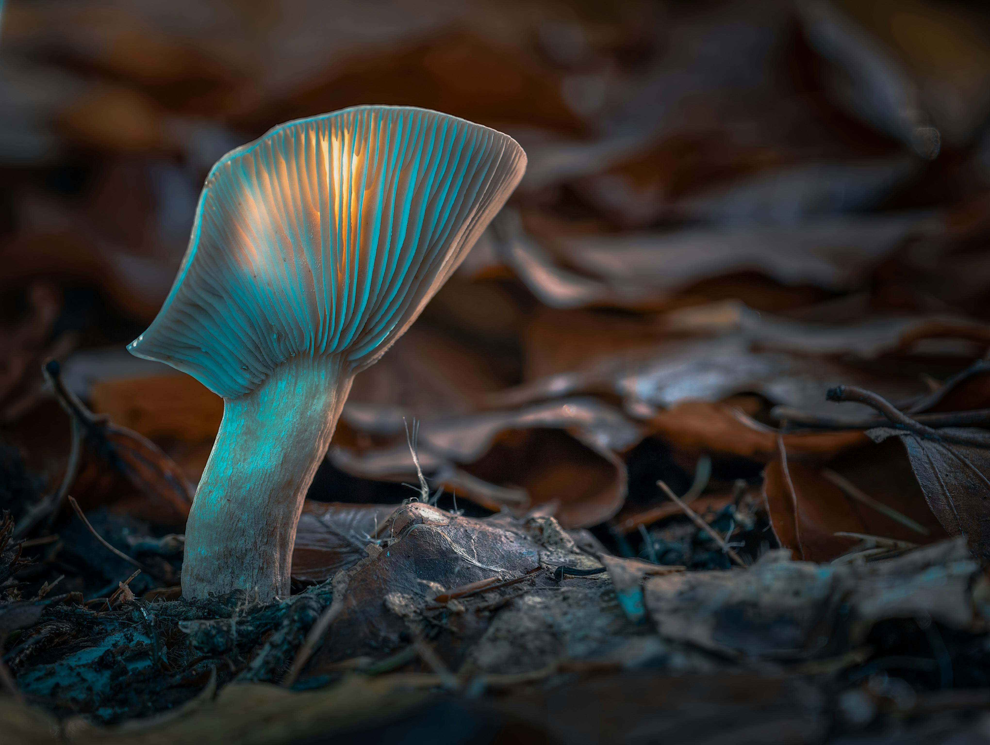 Bioluminescent Fungus Season — Ribeira Valley Brazil