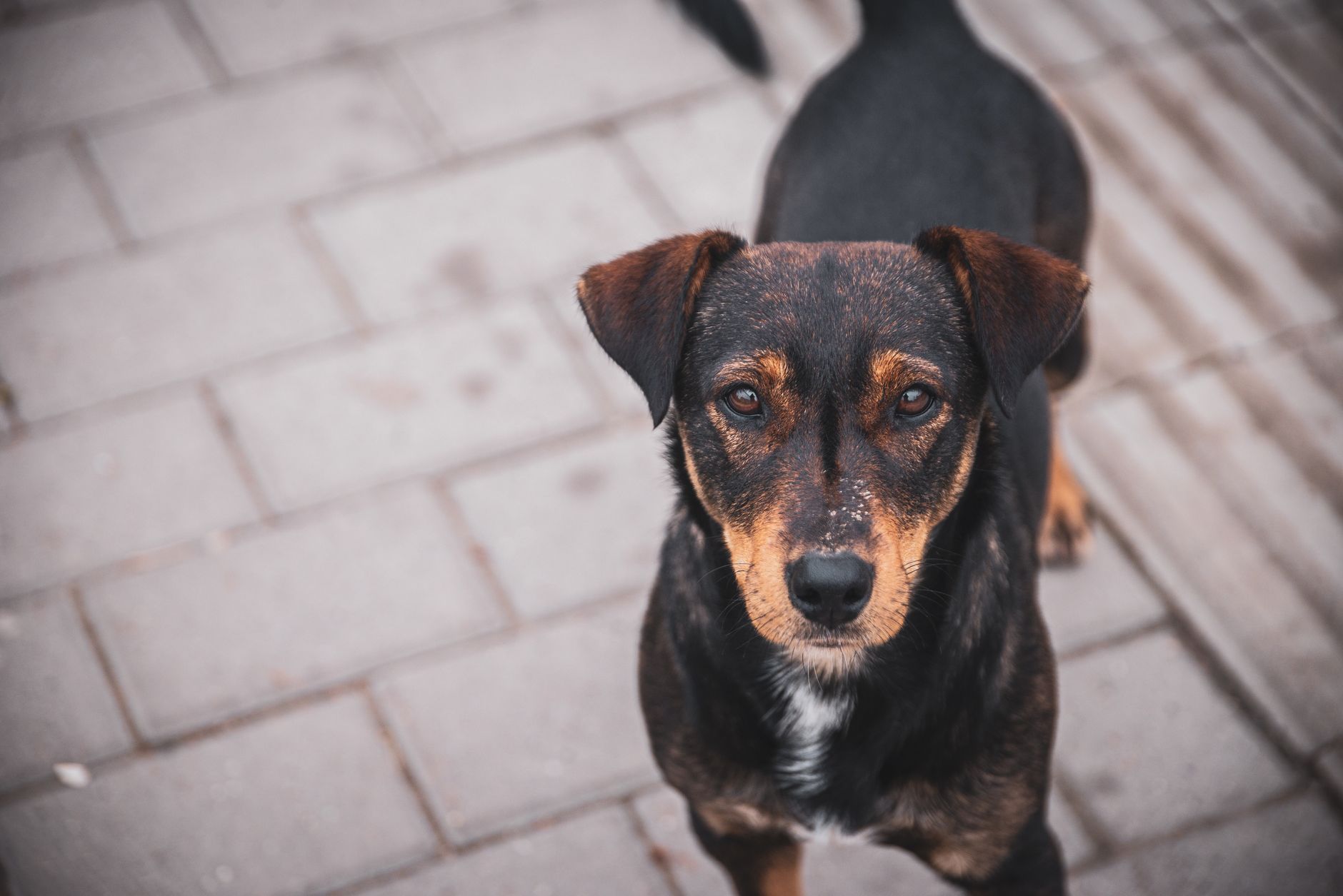 Portrait of a dog at a veterinary clinic