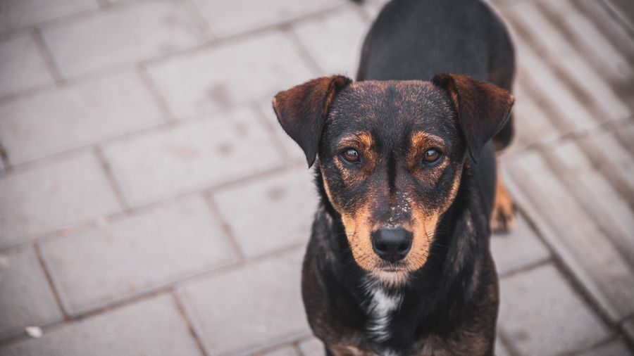 The 'Nothing in Life Is Free' Approach to Dog Training