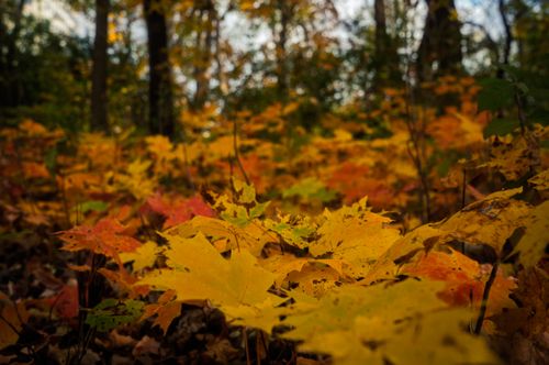 Free Close-up of colorful autumn leaves on the forest floor in a serene natural setting. Stock Photo