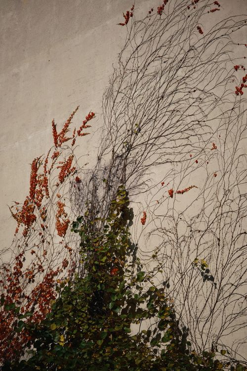 Free Colorful ivy on wall showing autumn transition, vivid foliage. Stock Photo