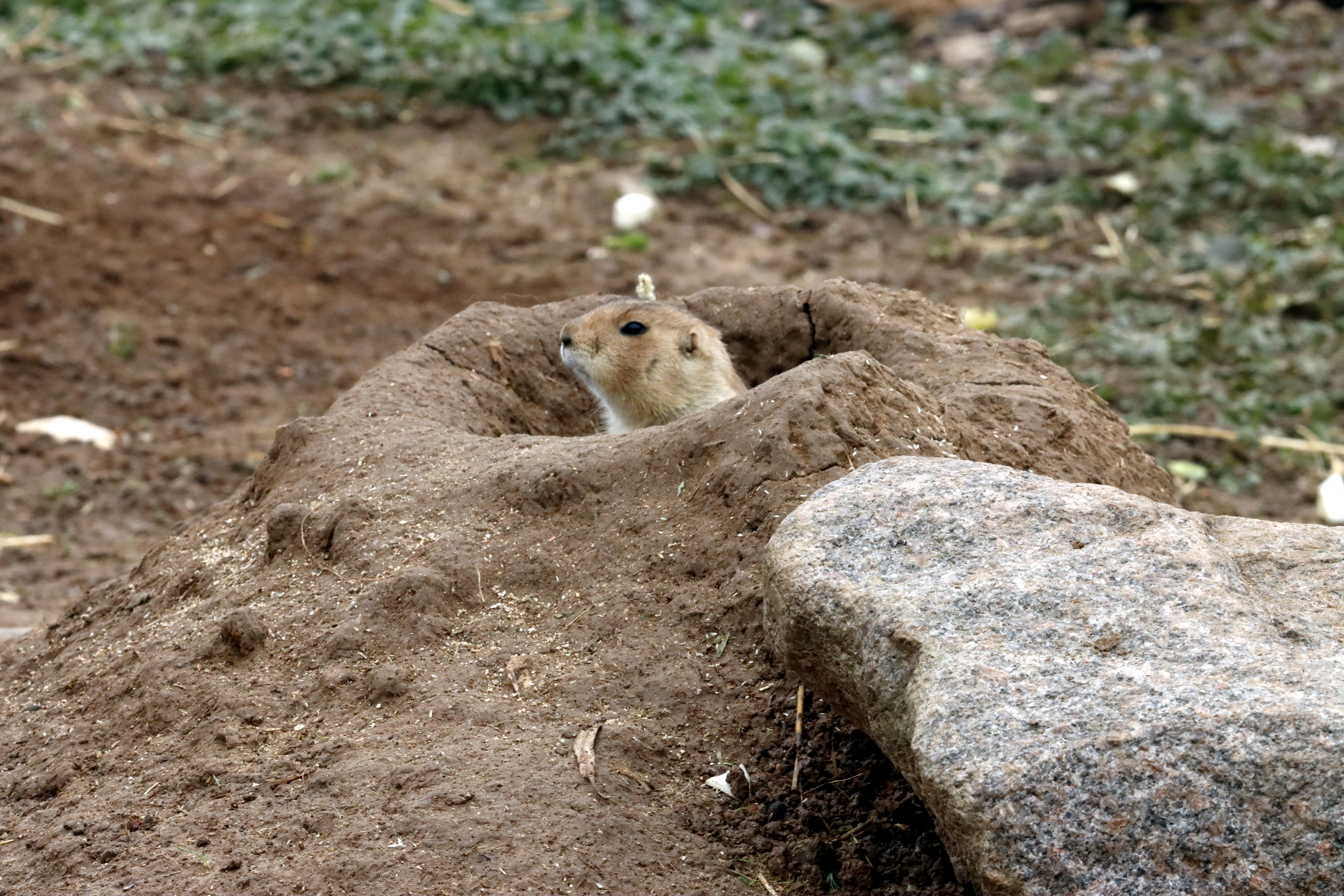 Prairie Dog Peeking from Burrow Outdoors · Free Stock Photo