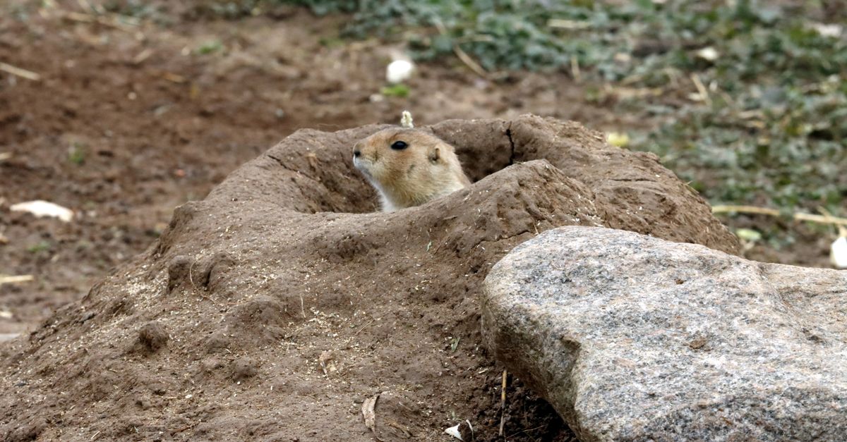 Burrows Compress Prairie Dog Peeking from Burrow Outdoors · Free Stock Photo