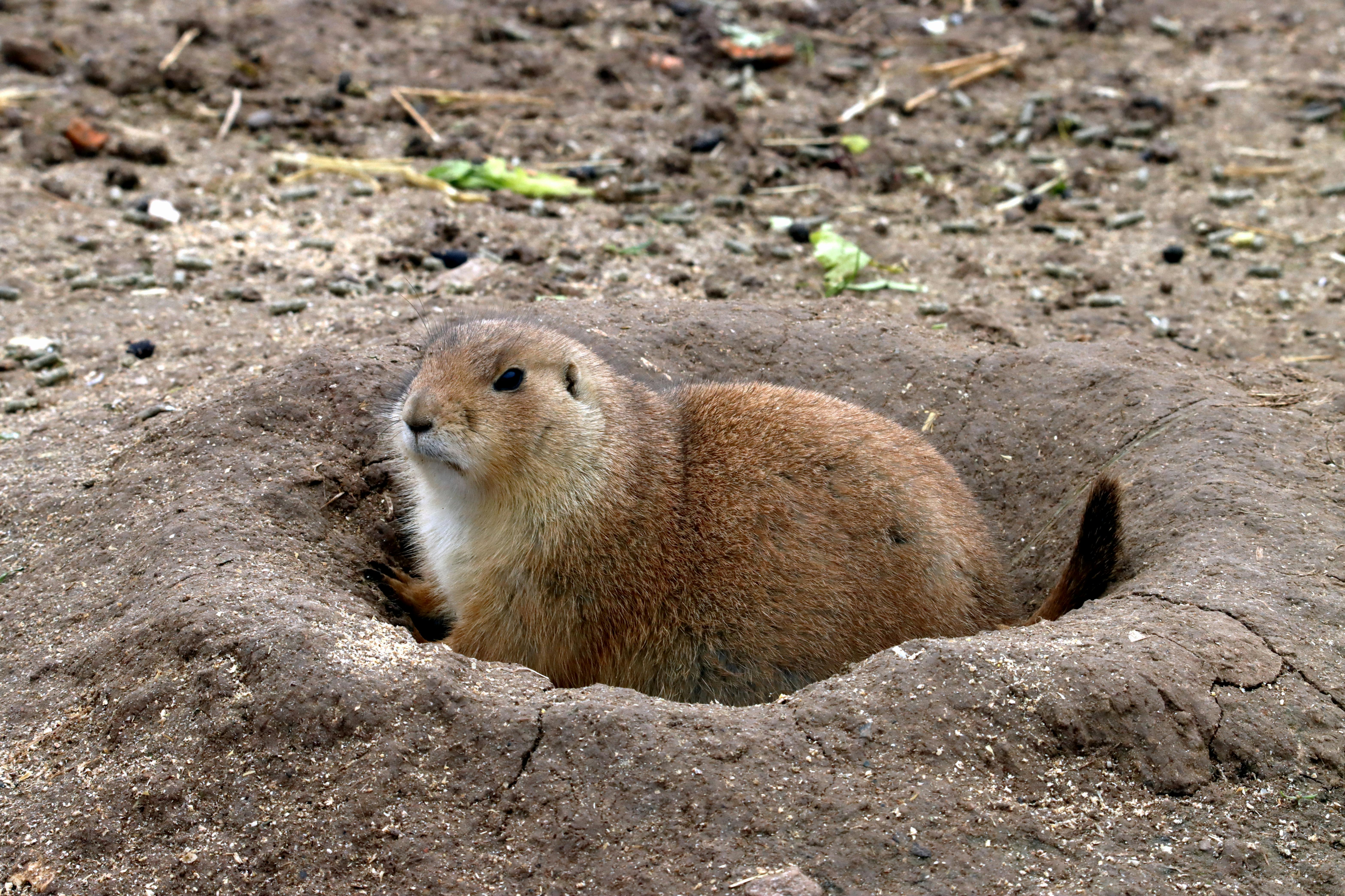 生活：探索迪慶草原的壯麗風光與文化底蘊