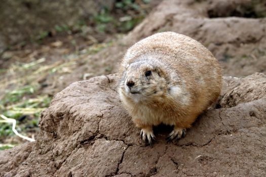 A prairie dog perched on rocky terrain, captured in natural light.