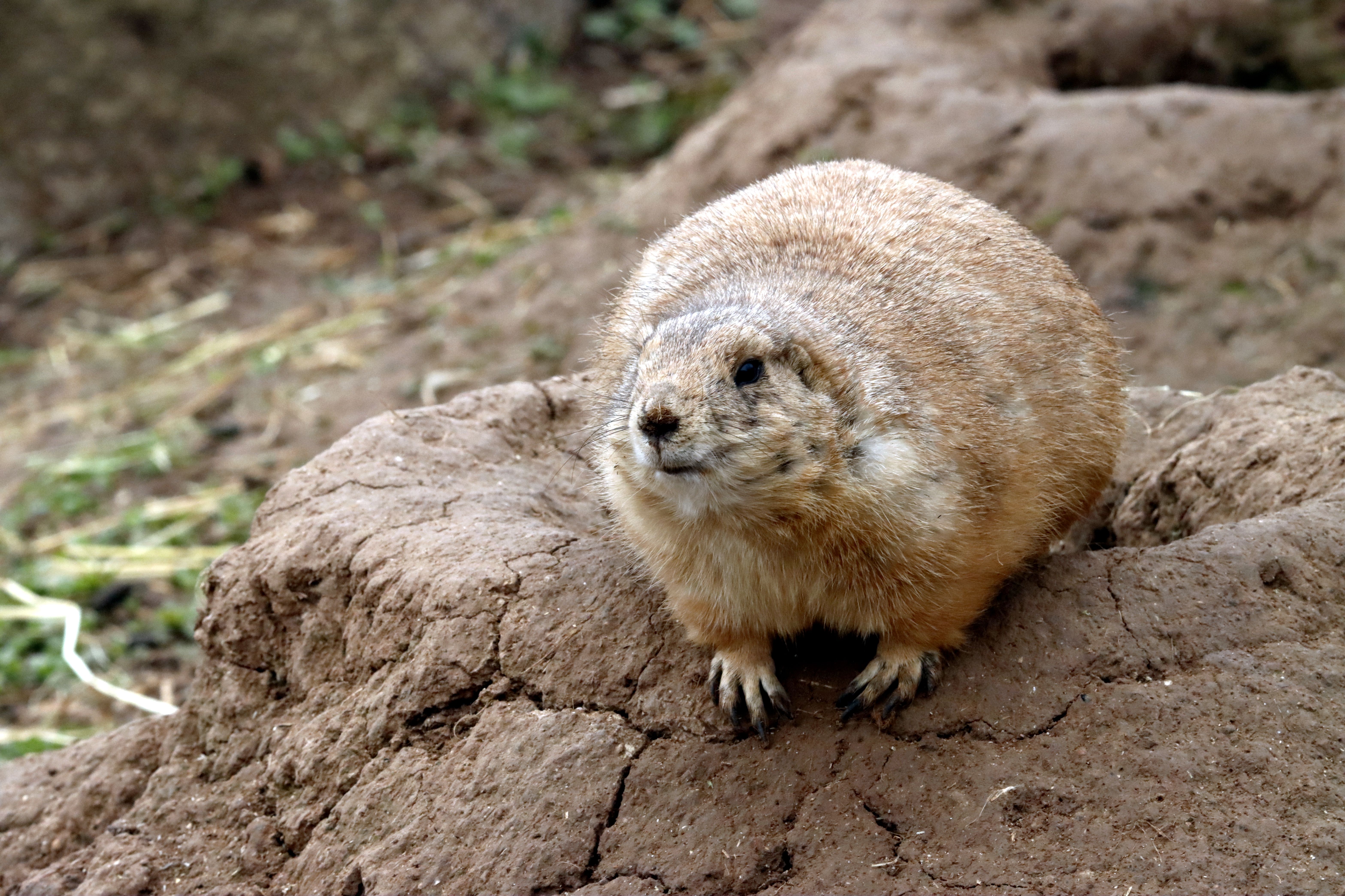 Close-Up of a Prairie Dog on Rocky Terrain · Free Stock Photo
