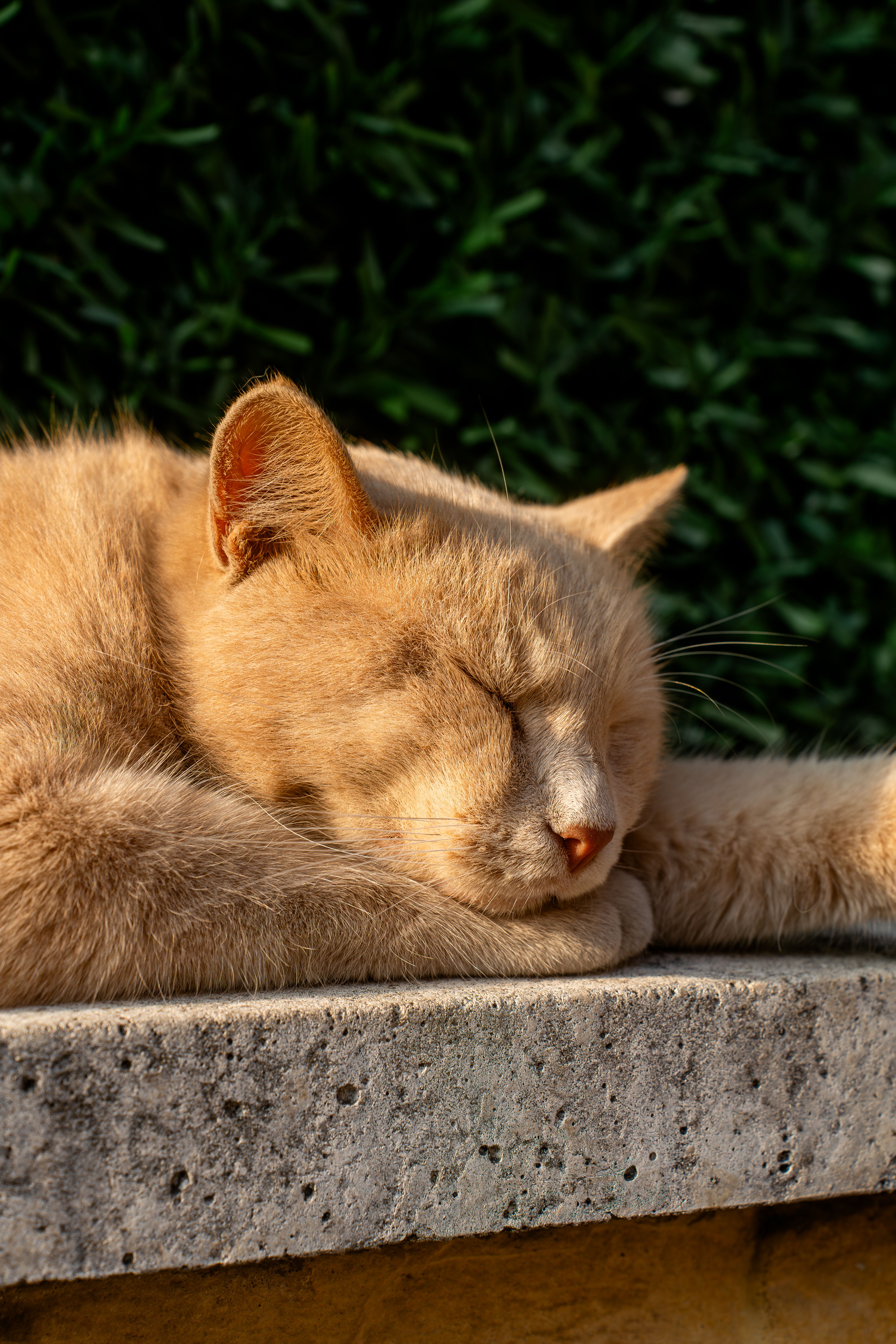 Relaxed Ginger Cat Sleeping Outdoors · Free Stock Photo