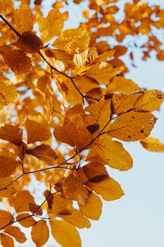 Close-up of vibrant golden autumn leaves on branches with a serene blue sky backdrop.
