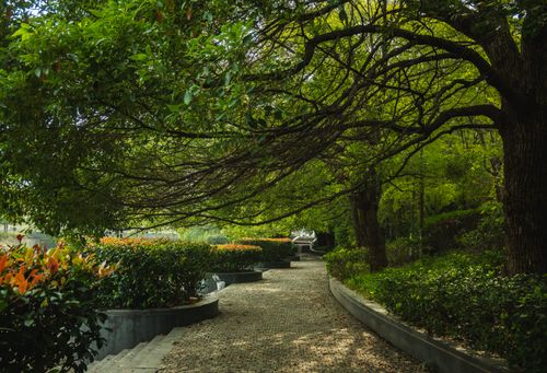 Free Peaceful pathway in a park surrounded by lush green trees, ideal for relaxation and strolls. Stock Photo