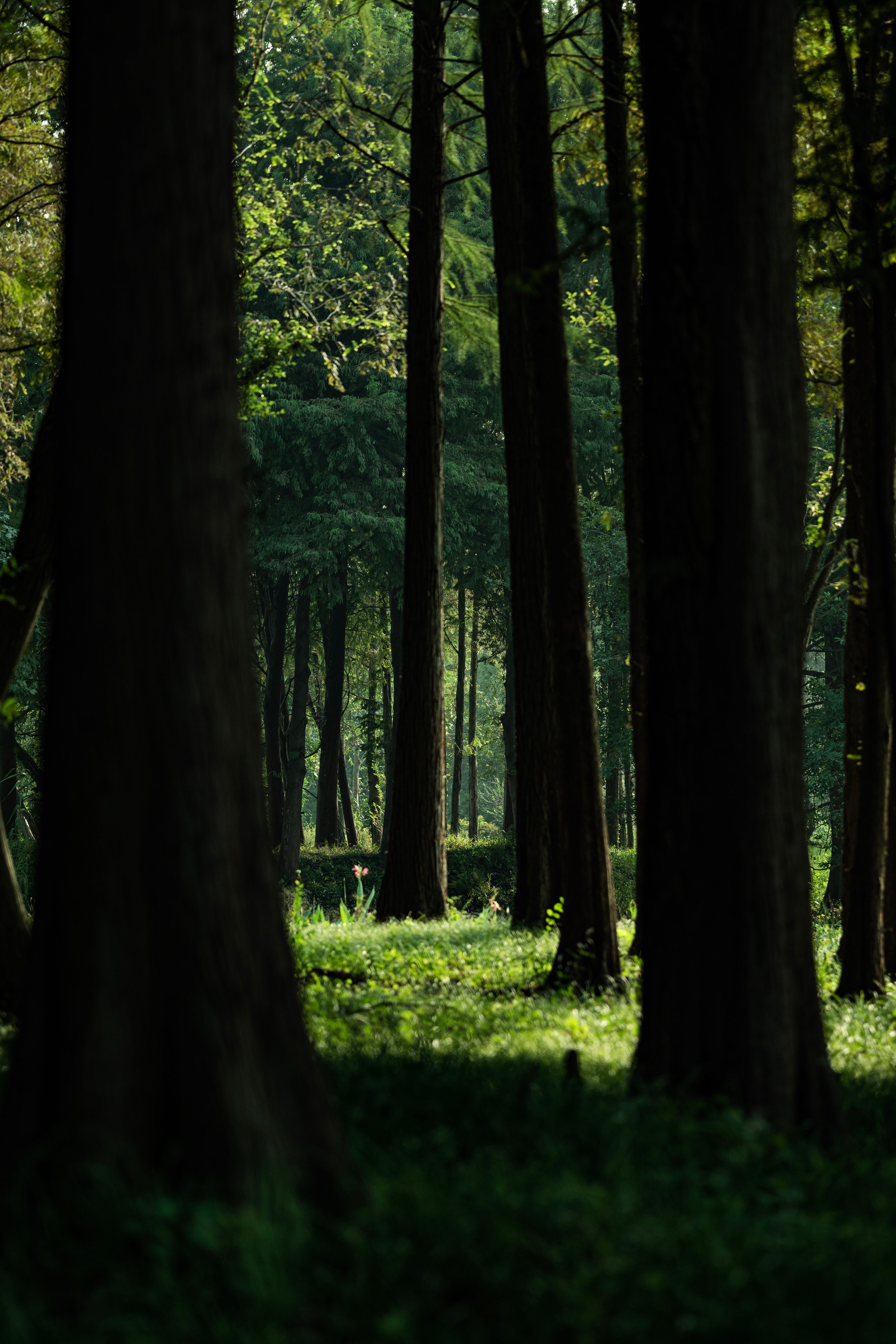 A tranquil forest scene with tall trees and lush greenery, capturing the essence of nature's beauty.