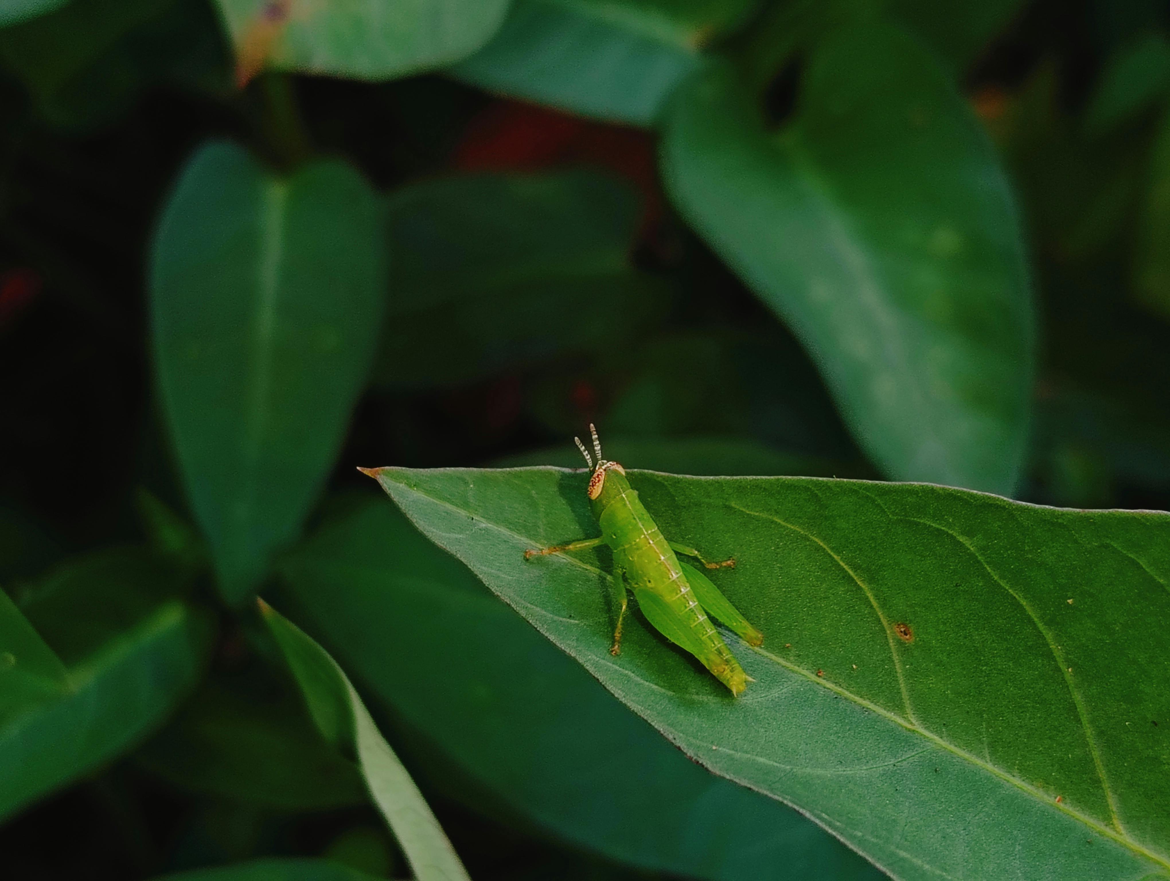 國際：COP30峰會巴西主辦，展現亞馬遜雨林生態多樣性