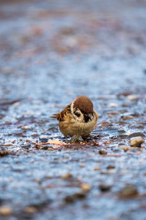 Free Detailed photo of a sparrow on a wet rocky surface, emphasizing textures. Stock Photo