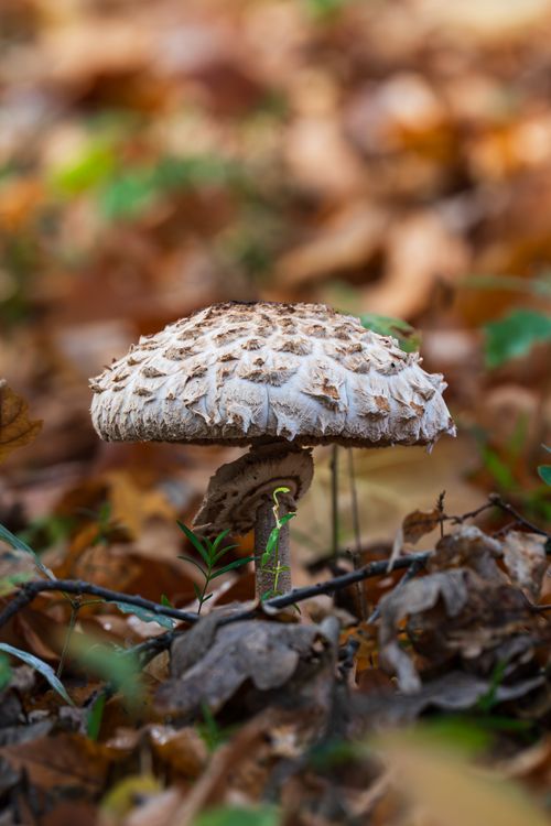 Free Detailed view of Parasol Mushroom (Macrolepiota procera) amid fallen autumn leaves in a forest. Stock Photo