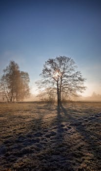 A serene frosty morning landscape with trees in Slovenia, showcasing a tranquil winter sunrise.