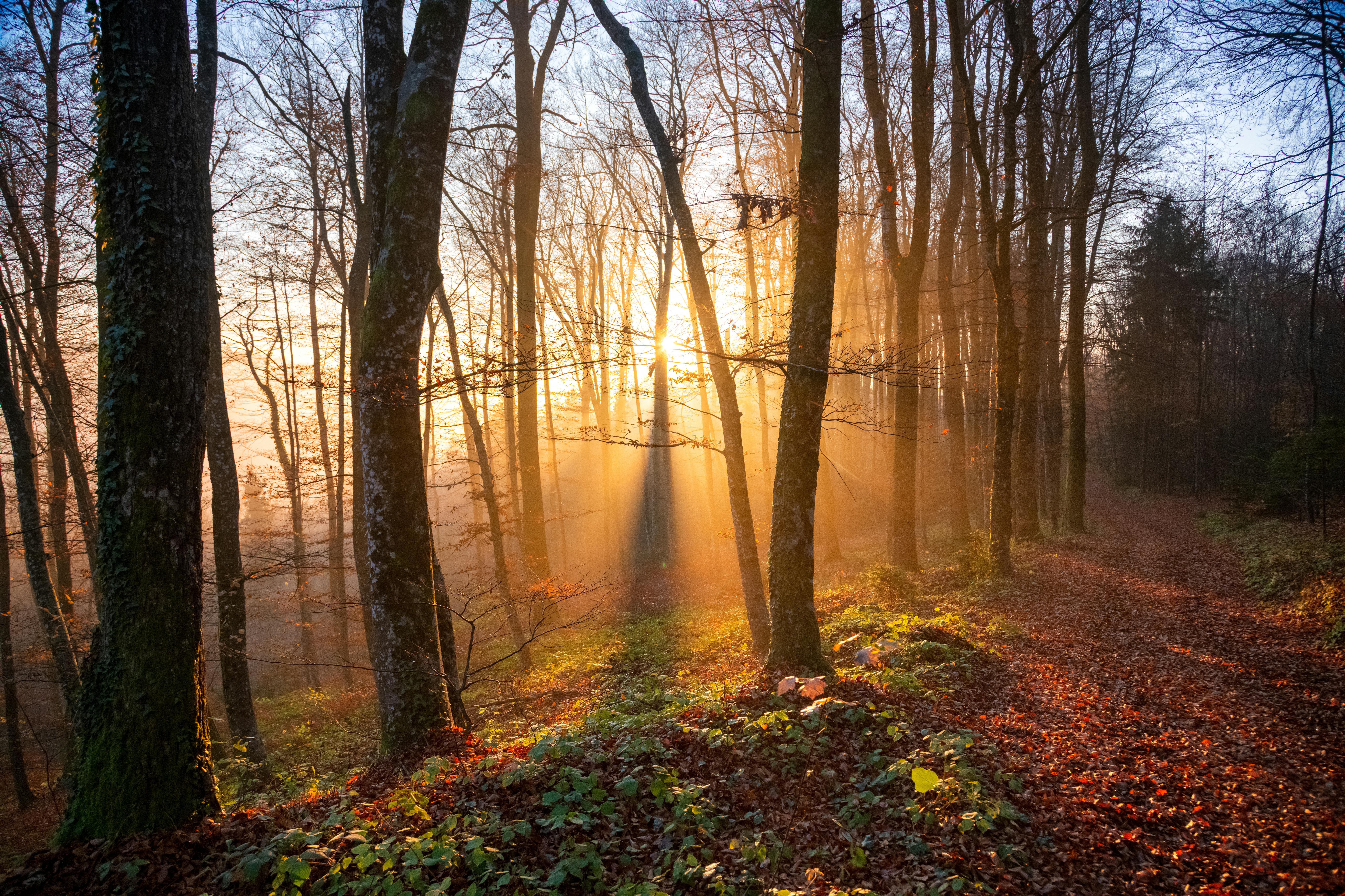 Golden sunlight filters through trees on a tranquil forest path in Slovenia's autumn woods.